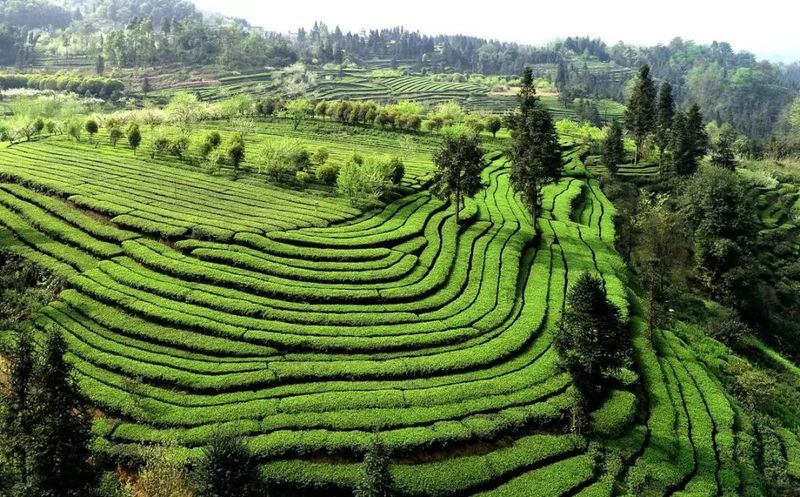 有关于高县茶叶产量产值实现“双增长”的相关信息(2)