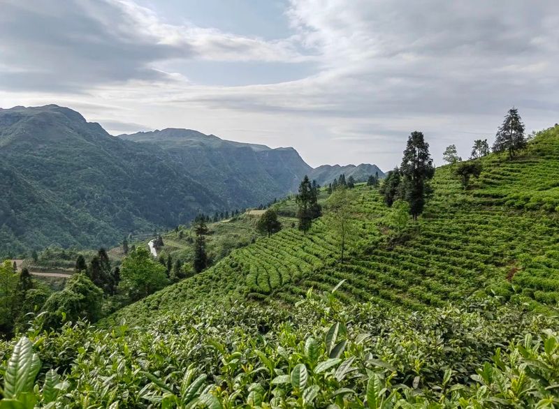 有关于螺蛳壳的茶味江湖！的最新消息