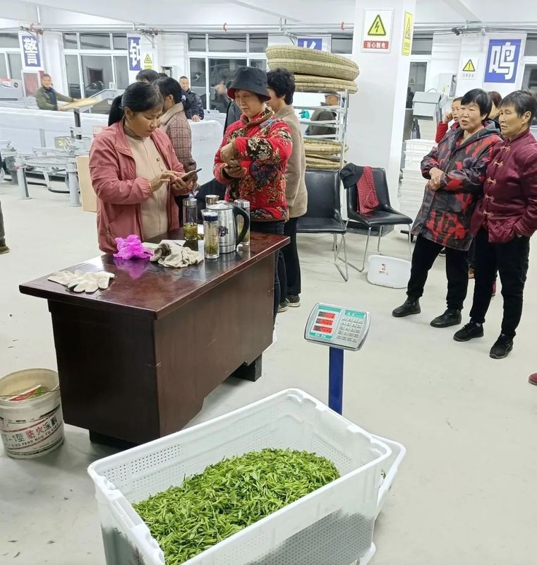 有关于弥陀镇：帮扶推进茶产业发展 助农业增效农民增收的信息