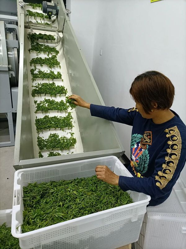 有关于弥陀镇：帮扶推进茶产业发展 助农业增效农民增收的信息(1)