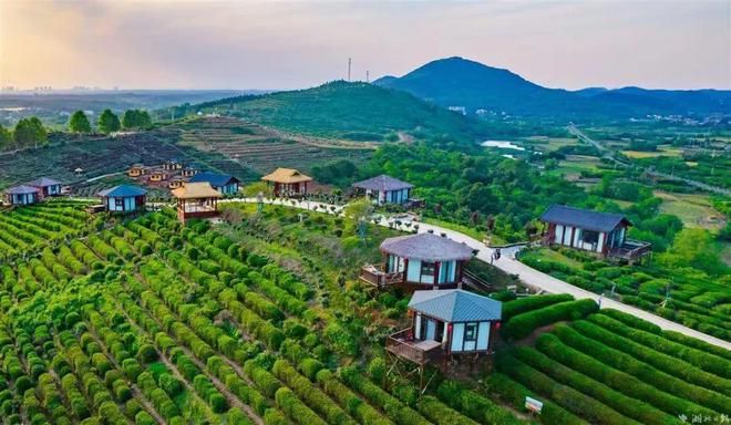 有关于孝昌县孝孟红生态观光茶园成了“网红打卡地”的相关内容(4)