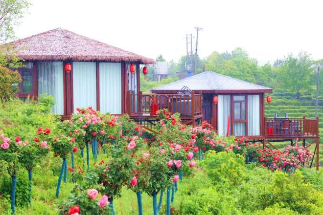 有关于孝昌县孝孟红生态观光茶园成了“网红打卡地”的相关内容(7)