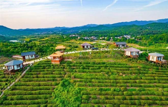 有关于孝昌县孝孟红生态观光茶园成了“网红打卡地”的相关内容(1)