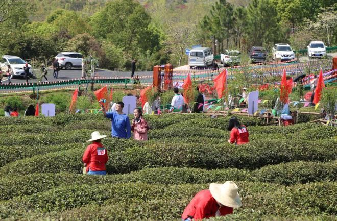 有关于孝昌县孝孟红生态观光茶园成了“网红打卡地”的相关内容(8)