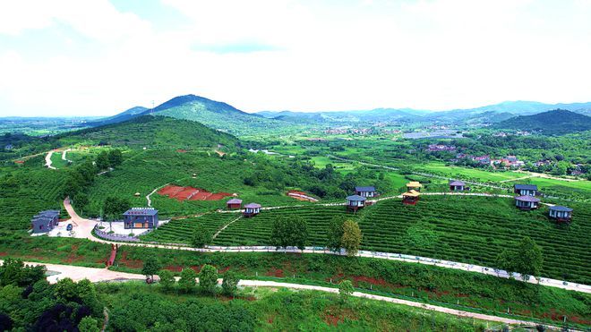 有关于孝昌县孝孟红生态观光茶园成了“网红打卡地”的相关内容(5)