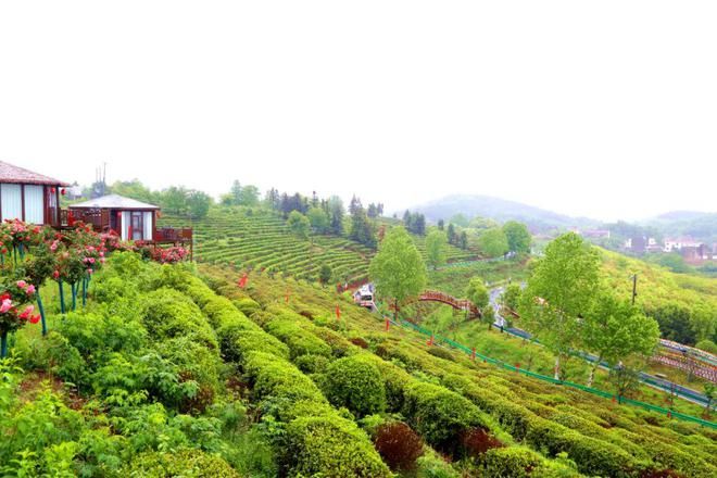 有关于孝昌县孝孟红生态观光茶园成了“网红打卡地”的相关内容(9)