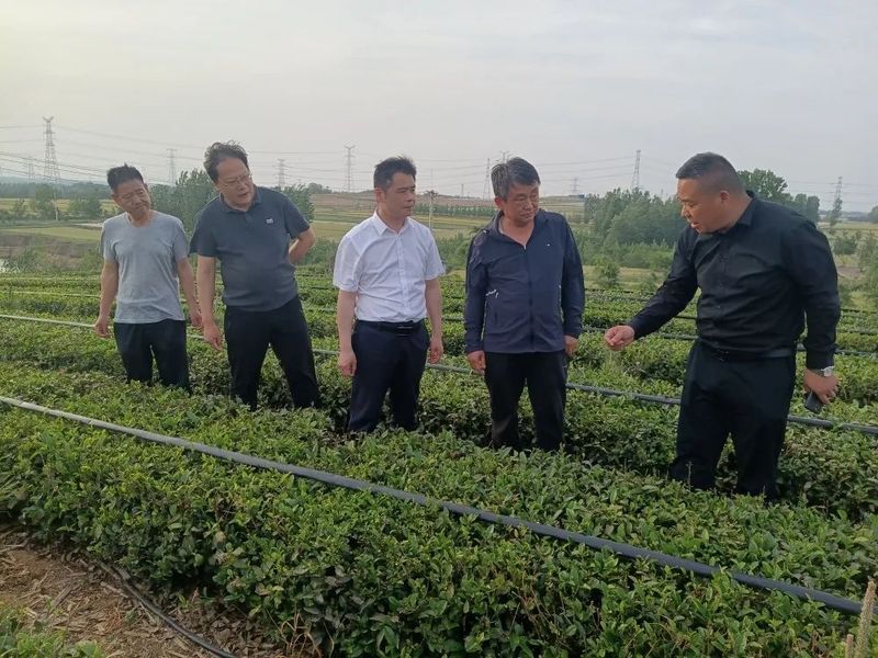 关于董春旺一行到石莲子镇调研茶产业发展的最新消息(1)