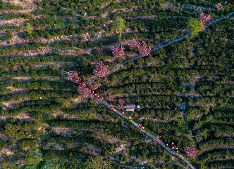 关于浙江茶庄园发展联盟在富阳举办交流座谈会的资讯(2)