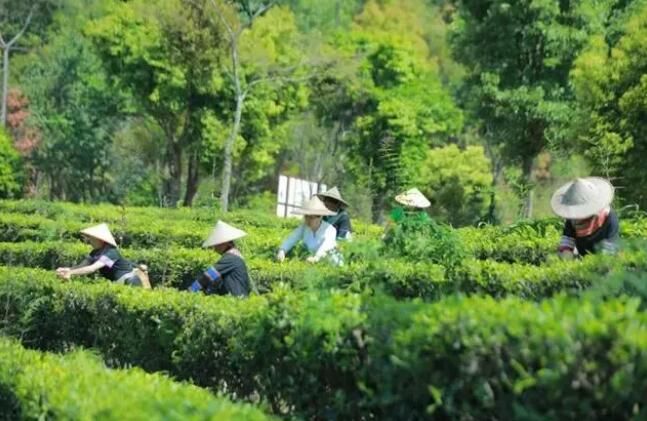 关于景谷县当好“五重角色” 做大做强白茶产业的最新消息