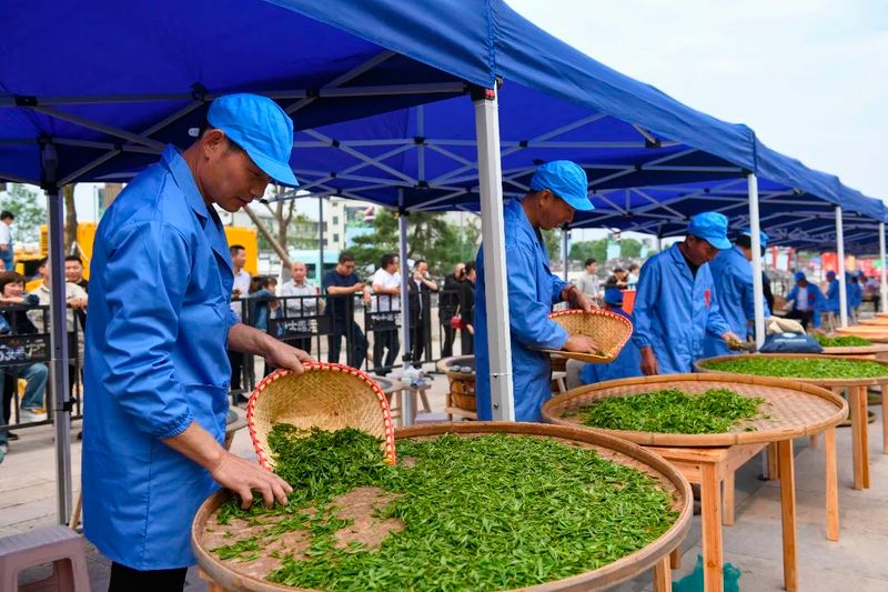有关于百名茶农“一锅”见高低  武义县举行茶产业技能带头人选拔暨茶叶加工工职业技能竞赛的消息(2)