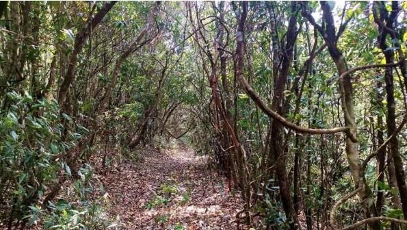 有关于普洱宁洱县境内茶马古道线路调查工作全面完成的信息