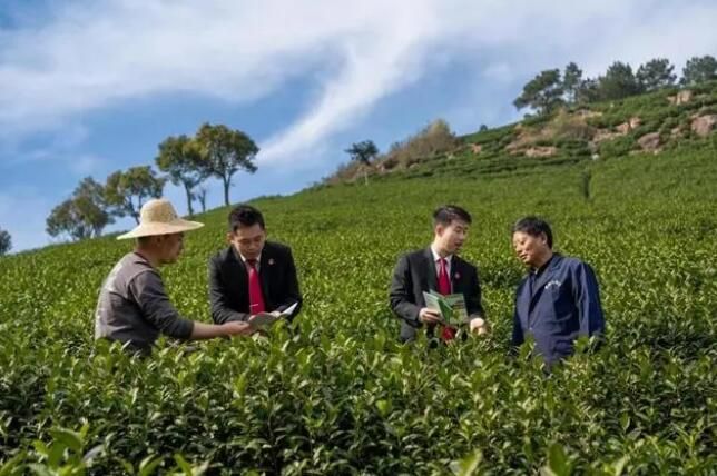 关于安吉“森林法官”护航茶企业发展的新闻