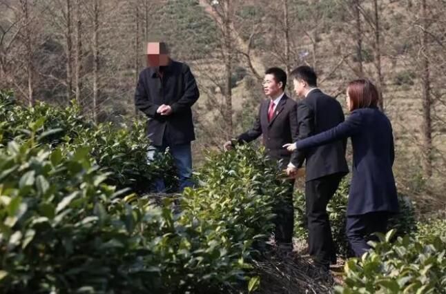 关于安吉“森林法官”护航茶企业发展的新闻(1)