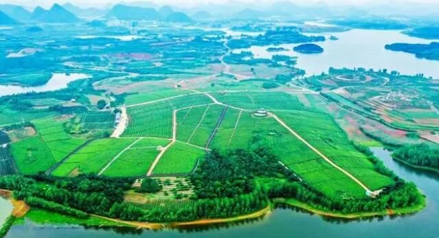 关于贵州从茶产业大省迈向强省的消息(1)