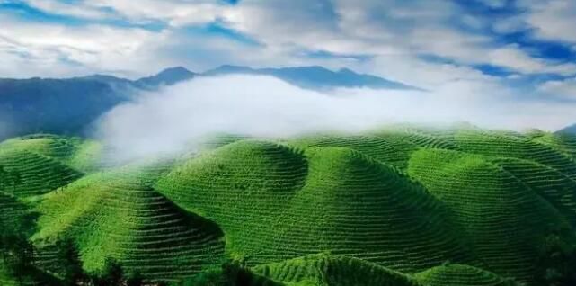 关于贵州从茶产业大省迈向强省的消息(2)