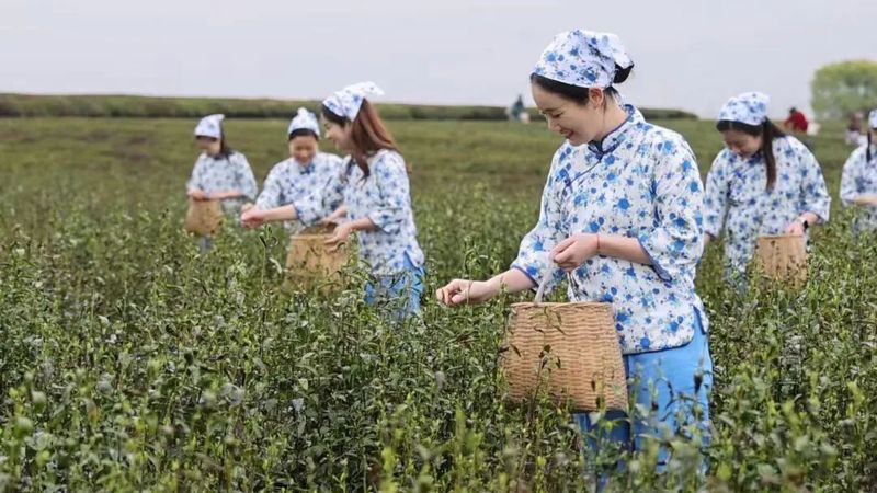 有关于江西新余渝水区同心共谱“茶文章”的信息(3)