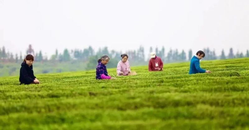 有关于江西新余渝水区同心共谱“茶文章”的信息(4)