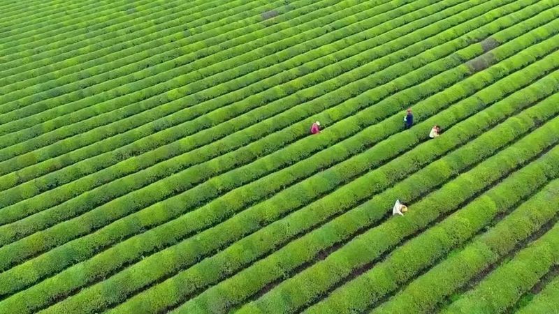 有关于江西新余渝水区同心共谱“茶文章”的信息