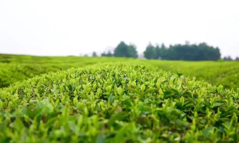 有关于江西新余渝水区同心共谱“茶文章”的信息(2)