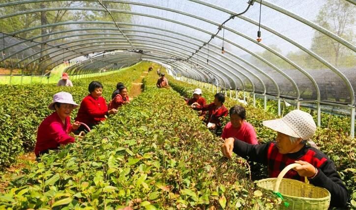 有关于夏县泗交镇厚民茶场新茶采摘的信息