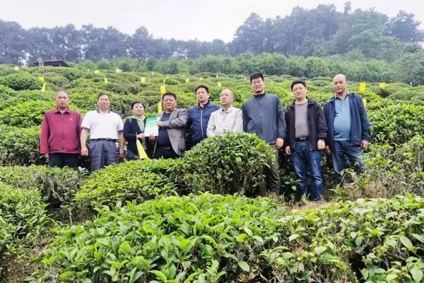 有关于红河州市场监督管理局下沉一线开展有机茶产业实地帮扶服务活动的新闻