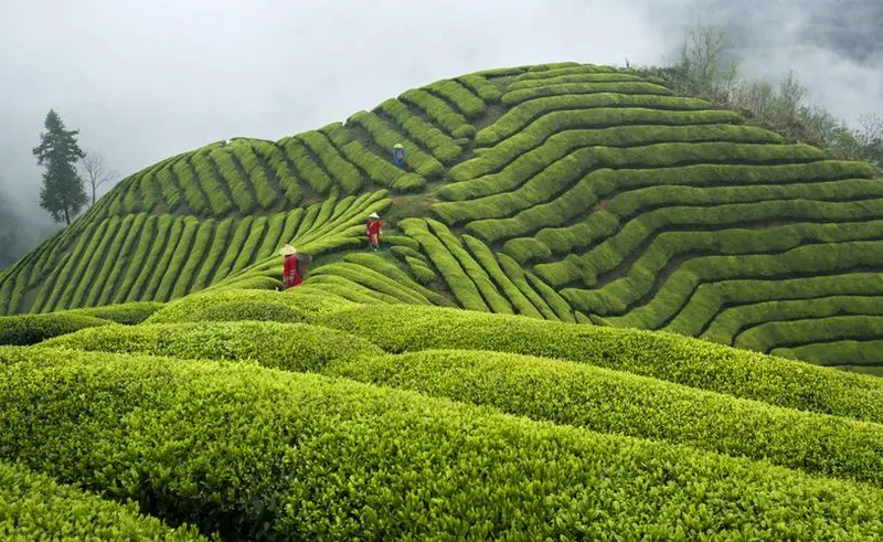 有关于以“全域有机”打造“百亿”茶产业——探秘 ‘一带一路’国际茶叶贸易交流会承办地:湖北鹤峰的相关内容(2)