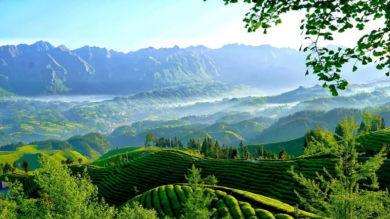 有关于以“全域有机”打造“百亿”茶产业——探秘 ‘一带一路’国际茶叶贸易交流会承办地:湖北鹤峰的相关内容