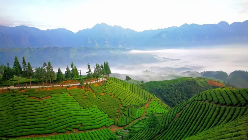 有关于以“全域有机”打造“百亿”茶产业——探秘 ‘一带一路’国际茶叶贸易交流会承办地:湖北鹤峰的相关内容(3)