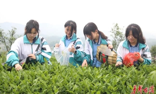 关于沅陵五月好风光 思源学子采茶忙的新闻(1)