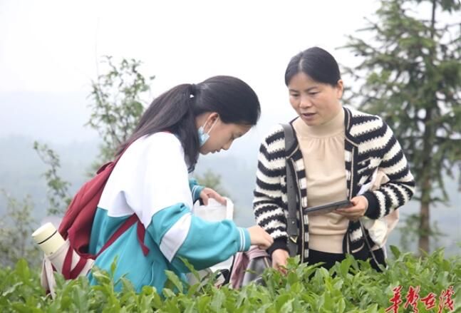 关于沅陵五月好风光 思源学子采茶忙的新闻(2)