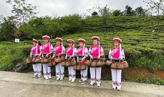 关于融入张家界，桑植亮出茶旅融合这张王牌的内容(5)