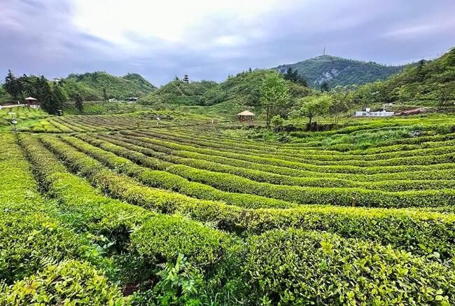 关于融入张家界，桑植亮出茶旅融合这张王牌的内容(9)