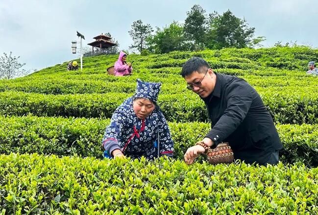关于融入张家界，桑植亮出茶旅融合这张王牌的内容
