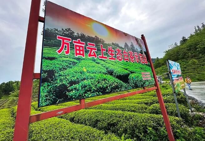 关于融入张家界，桑植亮出茶旅融合这张王牌的内容(7)