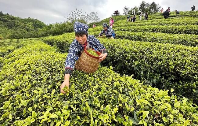 关于融入张家界，桑植亮出茶旅融合这张王牌的内容(8)
