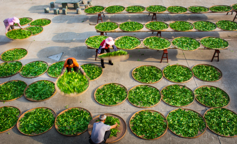 关于福建泉州永春县：以人才振兴推动茶产业发展的内容(2)