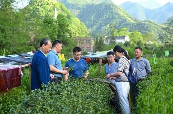 关于夏涛教授实地指导大演乡茶产业发展的资讯