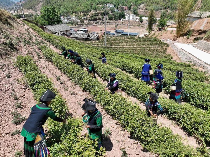 关于凉山州喜德且拖村：高山谷地茶香满的新闻