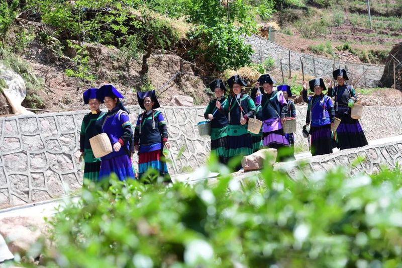 关于凉山州喜德且拖村：高山谷地茶香满的新闻(2)