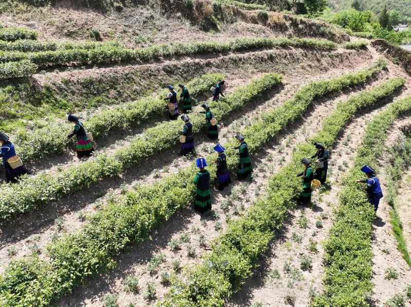 关于凉山州喜德且拖村：高山谷地茶香满的新闻(1)