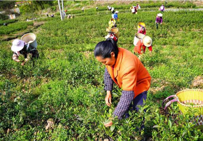有关于南川:种下“振兴茶” 走出乡村振兴致富路的新闻