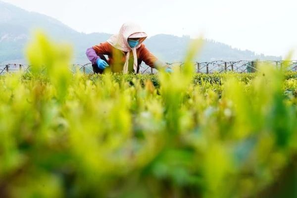 关于日照岚山:从“一片茶叶”到“多业”的华丽蝶变的信息(1)