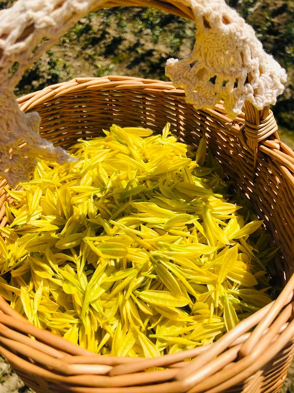 有关于2023茶乡旅游发展大会指定用茶——咸丰唐崖茶的资讯(2)