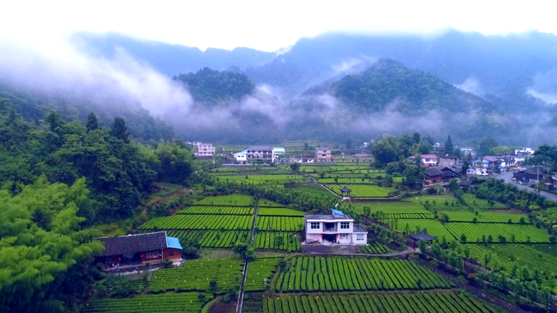 有关于2023茶乡旅游发展大会指定用茶——咸丰唐崖茶的资讯(3)