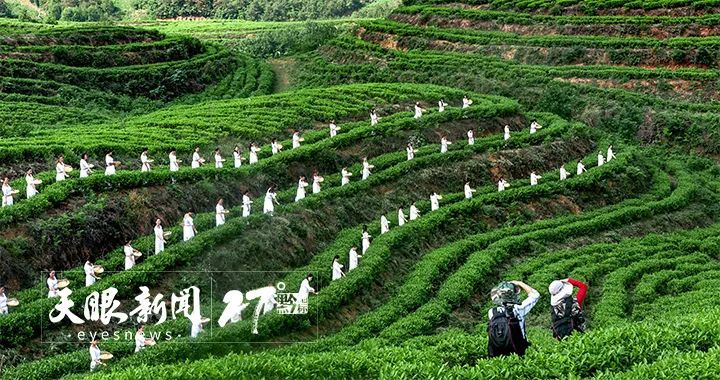 关于以茶促旅 以旅兴茶  贵州助推茶文旅融合焕发山乡新活力的相关内容(2)