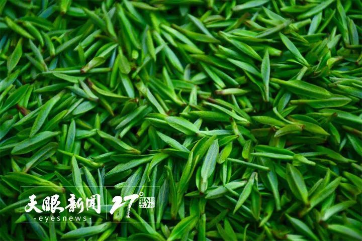 关于以茶促旅 以旅兴茶  贵州助推茶文旅融合焕发山乡新活力的相关内容(3)