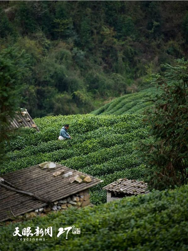 关于以茶促旅 以旅兴茶  贵州助推茶文旅融合焕发山乡新活力的相关内容