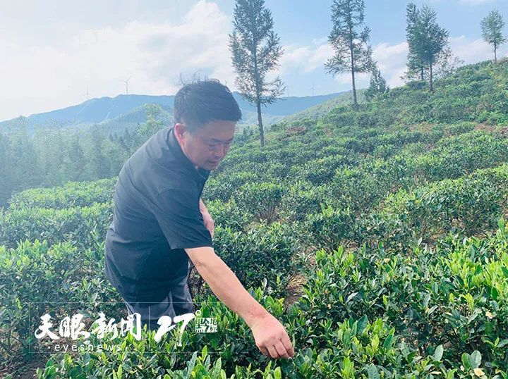 关于以茶促旅 以旅兴茶  贵州助推茶文旅融合焕发山乡新活力的相关内容(1)