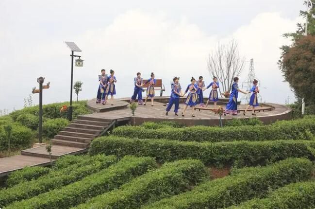 有关于湖北巴东:区域公共品牌+龙头企业品牌推动茶产业发展的相关内容(3)