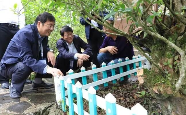 有关于湖北巴东:区域公共品牌+龙头企业品牌推动茶产业发展的相关内容(1)